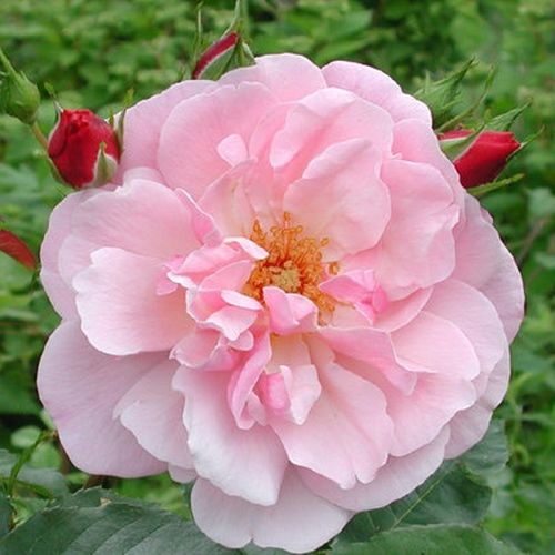 Vendita, rose rose floribunde - rosa - Rosa Märchenland® - rosa mediamente profumata - Mathias Tantau, Jr. - La varietà Marchenland, che è stata allevata nel 1946, ha fiori di circa 40 petali. Il Marchenland fiorisce continuamente, ha un profumo gradevole